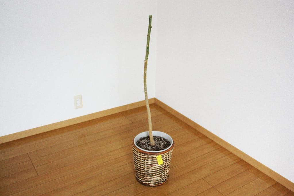 ウンベラータの剪定