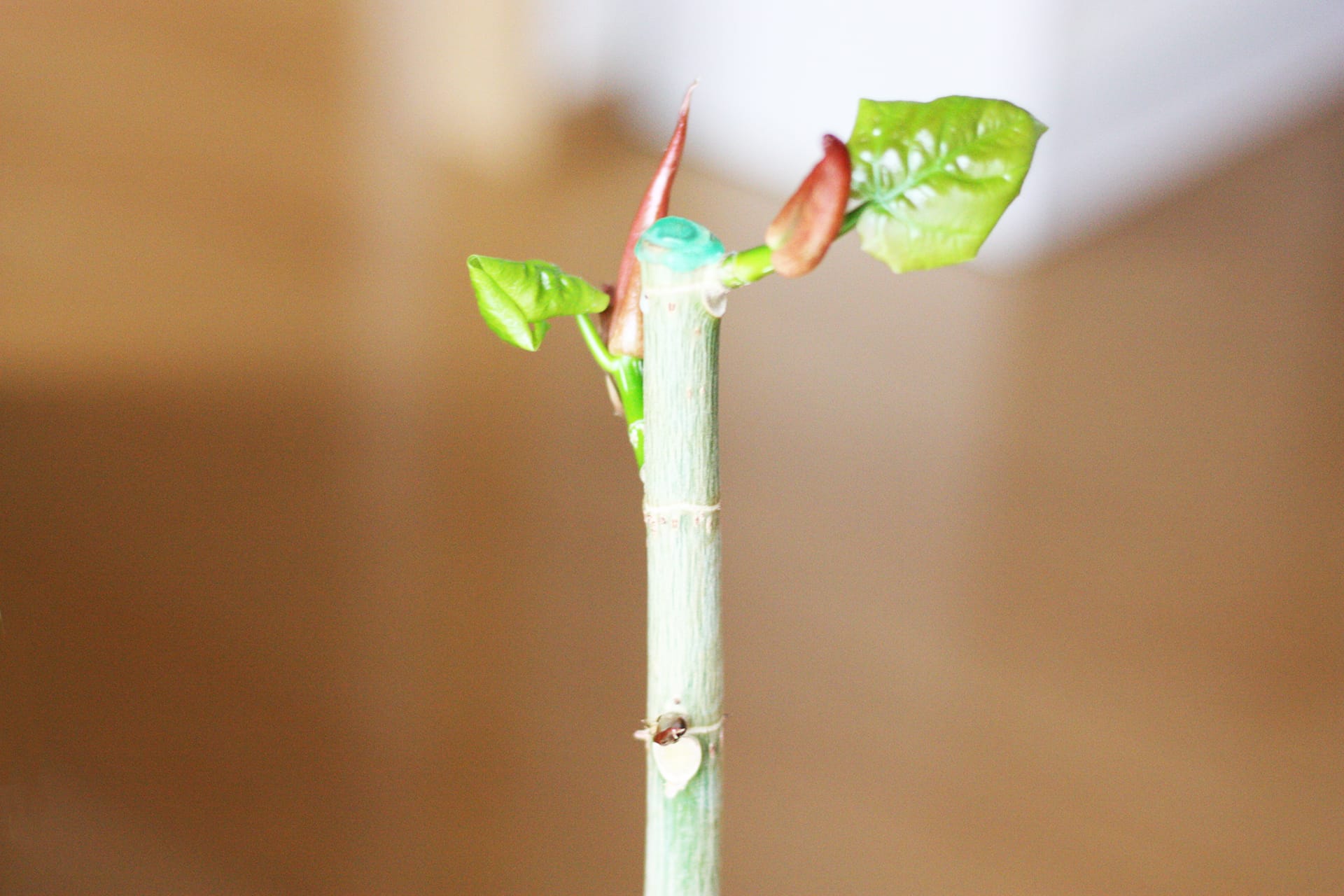 ウンベラータの新芽