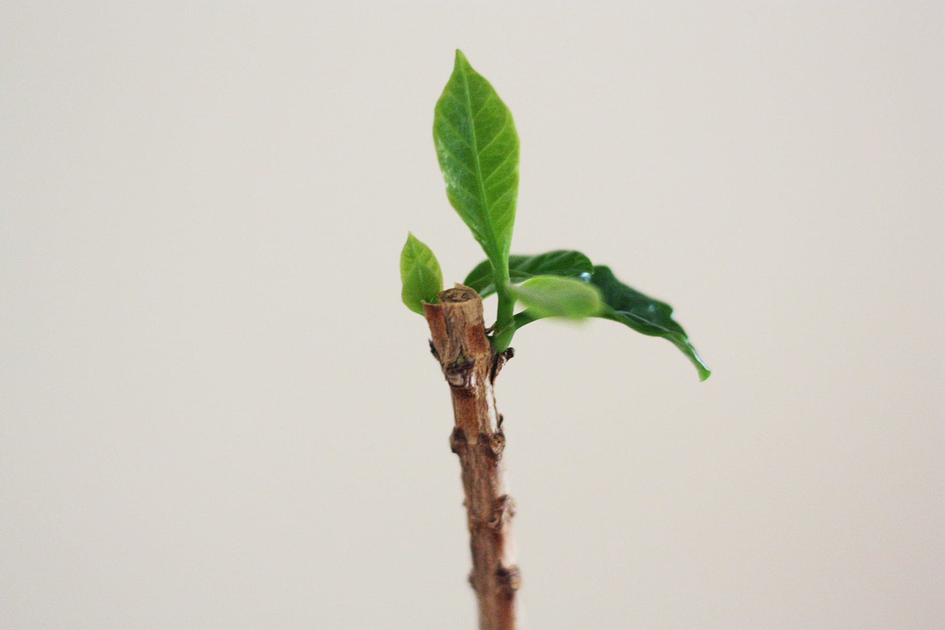 観葉植物の剪定、１ヶ月でコーヒーの木に新芽