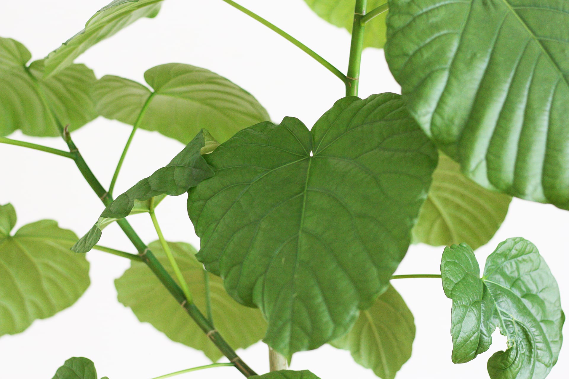 観葉植物の剪定　ウンベラータ